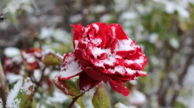 Yozgat’ta etkili kar yağışı çiçekleri beyaz örtüyle kapladı