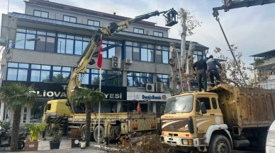 Aydın'ın İncirliova ilçesinde 200 yaşındaki çınar ağacı belediye ekipleri tarafından budandı