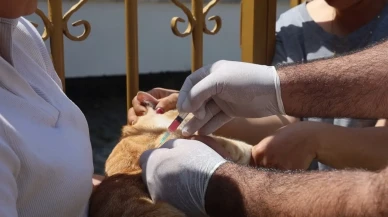 Adana'da 2025 yılında 3 bin 865 kedi ve 3 bin 577 köpeğe çip