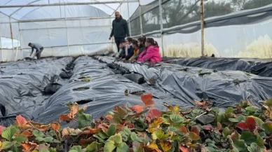 Gördes'te engelliler yararına çilek yetiştirilecek