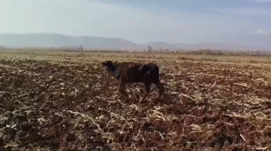 Şanlıurfa'da tahliye kanalına düşen inek itfaiye ekiplerince kurtarıldı