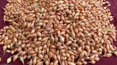 Manisa'da soğan üreticilerine dikim için ideal zamanın geldiği uyarısı yapıldı