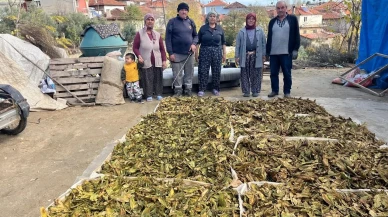 Denizli'nin Buldan ilçesinde hasadı tamamlanan tütünler kolilere basılmaya başlandı