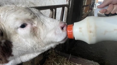 Bursa'da şap hastalığı nedeniyle zarar gören üreticiler süt fiyatlarının güncellenmesini istiyor