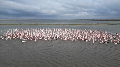 Enez Gala Gölü binlerce flamingoya ev sahipliği yapıyor