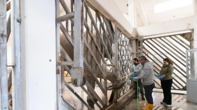 İzmir'de fillerin ayak bakımı hayatları için kritik öneme sahip