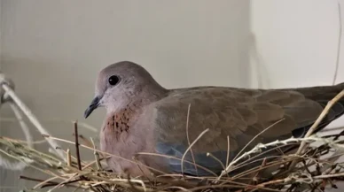 Pencerenize kumru konarsa ne anlama gelir?