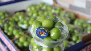 Mersin'in ilk erik hasadından yüksek fiyatlar: Dubai ve Katar'a ihracat başladı