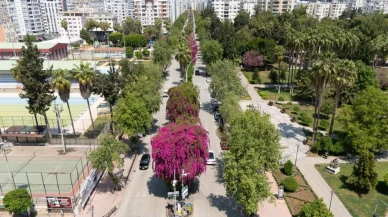 Adana'da begonviller baharı müjdeliyor: Vatandaşların duygusal yorumları neler?