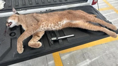 Muğla'da Karakulak tarifi: Nadir türün telef olması biyoçeşitlilik için tehdit mi