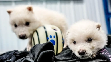 Genetik mühendislik harikası: Yavru korkunç kurtlar doğdu, ama doğada hayatta kalabilecekler mi?