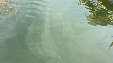 Köyceğiz Gölü'ndeki kirlilik panik yaratmıştı, ama gerçek nedir?