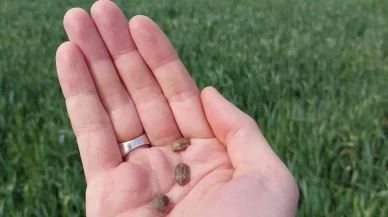 Keşan'da tarım devrimi: 2025 Süne Mücadelesi Programı ile verimlilik artacak