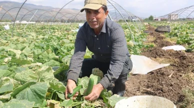 Amik Ovası'nda salatalık hasadı başladı: Hatay'da bereketli zamanlar