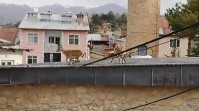 Dağ keçileri evlerin ve tarihi caminin çatısına çıktı: Tunceli'de şaşırtan görüntüler