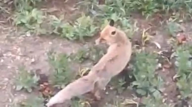 Şehir merkezinde aç tilki İle ilginç anlar: Gözlerden kayboldu