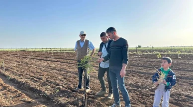 Mardin'de fıstık yetiştiriciliğine büyük ilgi: Çiftçiler hangi çeşitleri tercih ediyor?
