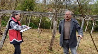 Türkeli'de zirai don tarım arazilerini vurdu: Çiftçilerin mağduriyeti için hasar tespit çalışmaları başladı