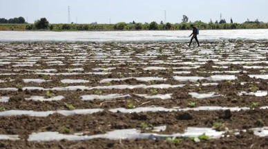 Karpuz hasadı için geri sayım: Üreticinin yüzünü güldürecek fiyat