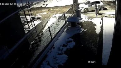 Bolu'da aç kalan tilki, şehir merkezinde yiyecek peşinde: O anlar kameraya yansıdı