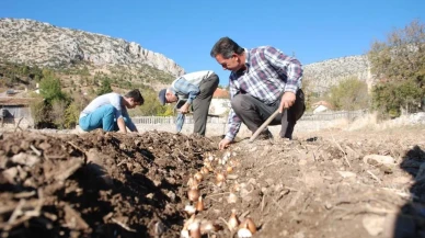 Kardelen soğanlarının sökümü yasaklandı: İhracatı üretim kotasından yapılacak