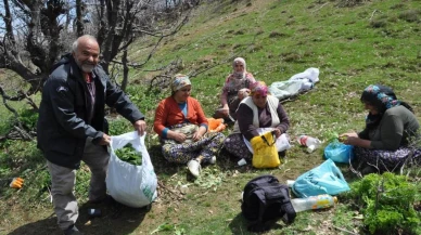 Dağlarda yetişen pancarlar yüzlerce aileye geçim kaynağı oluyor