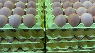 Yumurta fiyatları düşüşe geçti! Talep azalıyor, ihracat geriliyor mu?