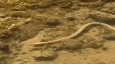 Elazığ'da Şorşor Deresi'nde su yılanı balık avlarken görüntülendi: Doğal yaşam kameralarda