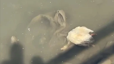 Yeşilırmak'ta kaz ölümleri: Balıkların ardından şimdi de kazlar telef oldu