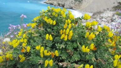 Baharın gelişiyle milli park çiçek açtı: Dilek Yarımadası'nda doğa şöleni başladı