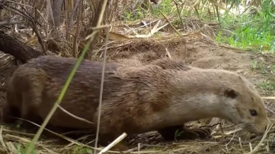 Kırıkkale'de su samurları yuvasında görüntülendi: Nesli tükenme tehlikesi altında