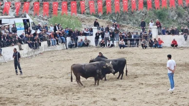 Erzurum İspir'de boğa güreşleri karıştı: Kavga çıktı, güvenlik müdahale etti