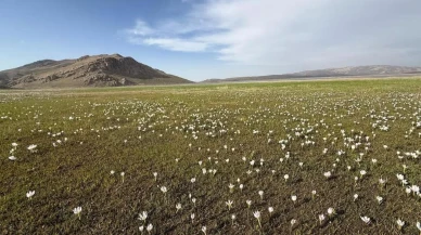 Van'daki Keşiş Gölü'nde kardelen cenneti Doğaseverleri bekleyen muhteşem manzara