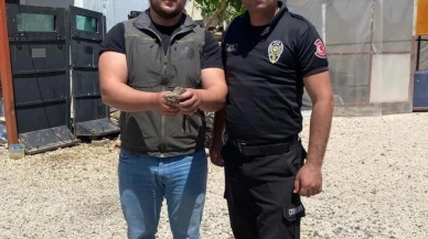 Şırnak'ta yaralı yaban hayvanları koruma altına alındı: Doğa koruma ekipleri harekete geçti