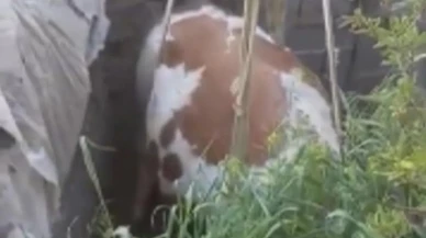 Nevşehir'de çukura düşen ineği itfaiye ekipleri kurtardı