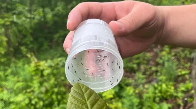 Düzce kestane ormanlarına gal arısı için çözüm bulundu