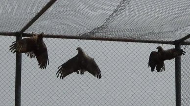 Van'da yaralı arı şahinleri gökyüzüne geri dönüyor! Tedavi süreci tamamlandı