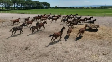 Karacabey Tarım İşletmesi'nde milyonluk yarış atları dronla görüntülendi