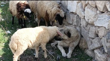 Sürünün sessiz koruyucusu, kalpleri fethetti: Ağrı'da çoban köpeği ve koyunların duygusal bağı