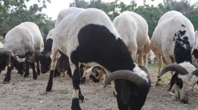 Hatayda alevlerin arasındaki kaplumbağayı itfaiye kurtardı
