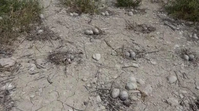 Martı Adası'nda kuluçka dönemi başladı! Yeni yavrular için heyecan dorukta