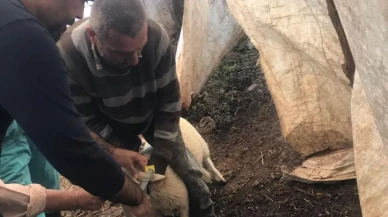Ortaca'da küçükbaş hayvanlar için aşı ve kimliklendirme seferberliği