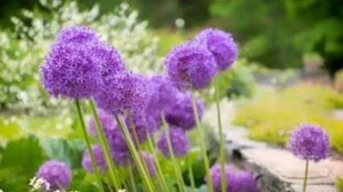 Yazın baş belası haşerelere doğal çözüm mi arıyorsunuz? İşte evdeki bitkilerle 6 etkili yöntem