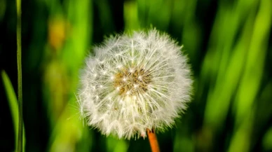 Sakin şehir Şavşat yaz güzelliklerini keşfedin