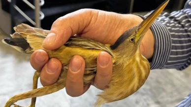 Kayseri'de nesli tükenmekte olan balaban kuşu bulundu: Doğa Koruma ekipleri devrede