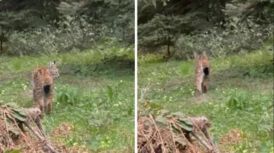 Şaşırtan görüntü: Bolu'da vaşak aniden ortaya çıktı