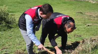 Amasya'da süne zararlısına karşı savaş: Tarım ekipleri kışlaklarda inceleme yapıyor