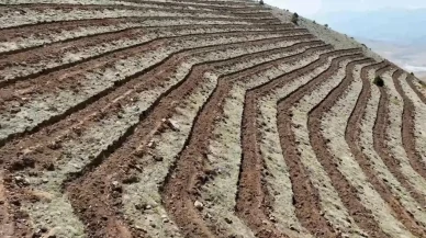 Niğde'de dev ağaçlandırma projesi: 100 hektar alanda erozyona karşı hamle