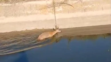 Sarıcaali köyünde karacanın yaşam mücadelesi: Duyarlı vatandaşlar kurtardı