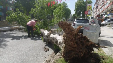 Edirne'de devrilen ağaç trafiği felç etti, vatandaşlar büyük tehlike atlattı